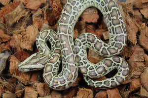 Piton Burmes Hypo 100% Het Albino Macho ID R7-12