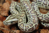 Piton Burmes Hypo 100% Het Albino Macho ID R7-12