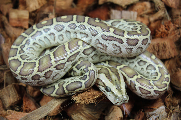 Piton Burmes Hypo 100% Het Albino Hembra ID R8-05