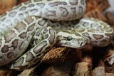 Piton Burmes Hypo 100% Het Albino Hembra ID R8-05