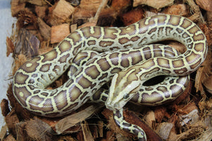 Piton Burmes Hypo 100% Het Albino Hembra ID R8-07