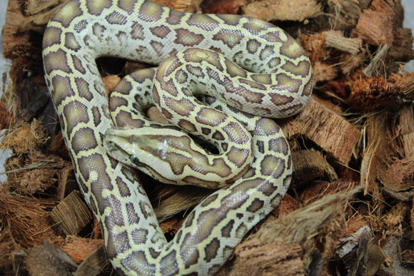 Piton Burmes Hypo 100% Het Albino Hembra ID R9-02