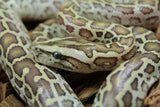 Piton Burmes Hypo 100% Het Albino Hembra ID R9-02