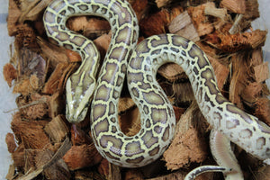 Piton Burmes Hypo 100% Het Albino Hembra ID R9-13