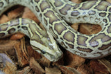 Piton Burmes Hypo 100% Het Albino Hembra ID R9-13