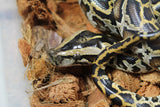 Piton Burmes Nominal 100% Het Albino Macho ID R9-20