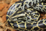 Piton Burmes Nominal 100% Het Albino Macho ID R10-08