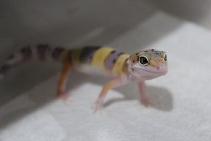 Gecko Leopardo High Yellow ID R11-18