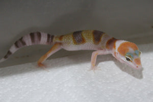 Gecko Leopardo Tremper W&Y ID R11-19