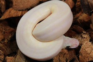 Piton Bola Leucistica de Ojo Azul (Lucy) Macho ID R4-14