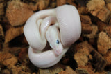 Piton Bola Leucistica de Ojo Azul (Lucy) Macho ID R4-16