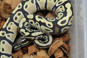 Piton Bola Dessert Ghost 100% Het Pied Macho ID R3-20