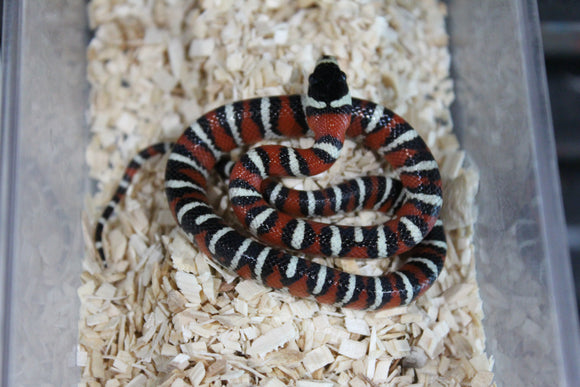 Falsa Coralillo Real de Chihuahua (Lampropeltis Knoblochi)  Hembra ID RC-09