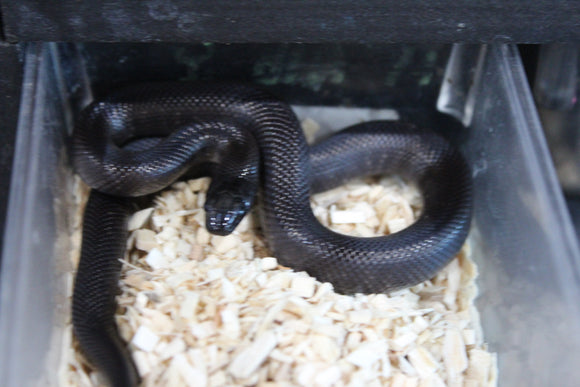 Serpiente Rey Negra Mexicana Macho ID RC-13