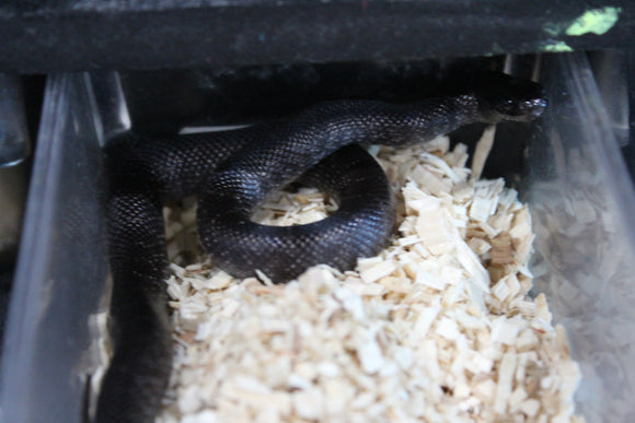 Serpiente Rey Negra Mexicana Hembra ID RC-15