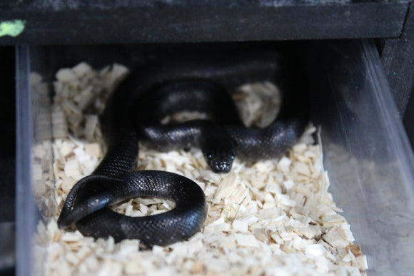 Serpiente Rey Negra Mexicana Macho ID RC-16