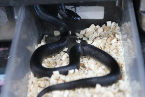 Serpiente Rey Negra Mexicana Macho ID RC-18