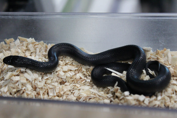 Serpiente Rey Negra Mexicana Macho ID RC-19