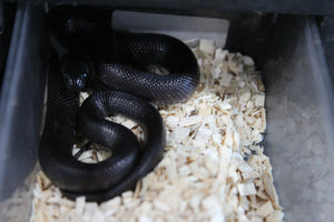 Serpiente Rey Negra Mexicana Macho ID RC-20