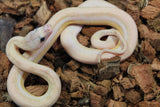 Piton Reticulado Ultra Ivory Macho ID R8-18