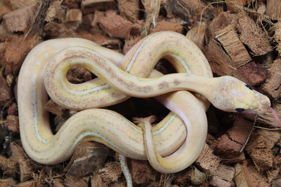 Piton Reticulado Ultra Ivory Macho ID R9-15