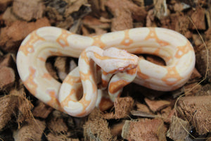 Boa Colombiana Sharp Albino  Hembra iD R3-09