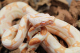 Boa Colombiana Sharp Albino  Hembra iD R3-09