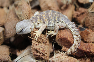 Uromastyx Amarillo Bebe CBB