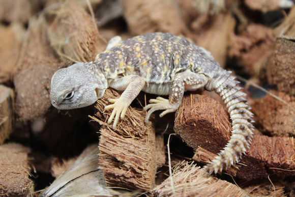 Uromastyx Amarillo Bebe CBB