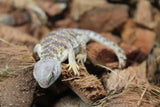 Uromastyx Amarillo Bebe CBB