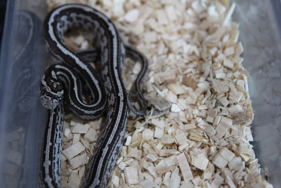 Serpiente del Maiz (Maicera) Black Tessera Macho ID RC-22