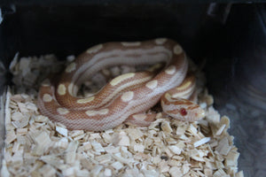 Serpiente del Maiz (Maicera) Butter Motley Macho ID RC-36