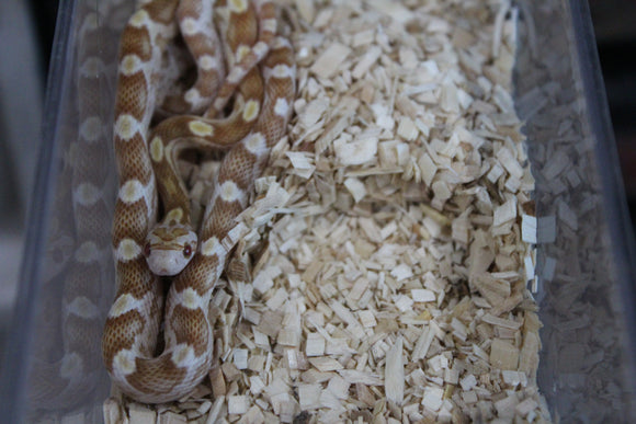 Serpiente del Maiz (Maicera) Butter Motley Macho ID RC-37