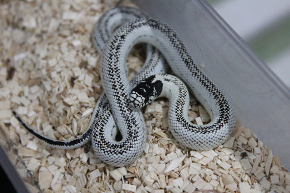 Serpiente Rey del Desierto High White (Lampropeltis Splendida) Macho ID RC-04