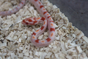 Serpiente del Maiz (Maicera) Albina Amel ID RC-29