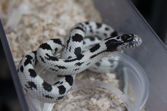 Serpiente Rey de California High White ID RC-35