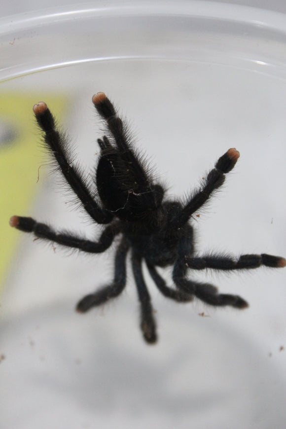 Tarantula Dedos Rosas (Avicularia Avicularia)