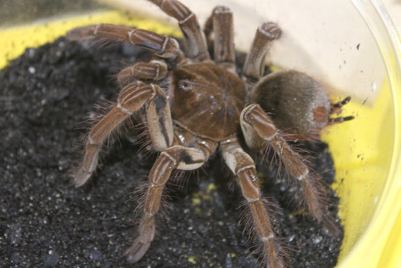 Tarantula Goliath (Theraposa Blondi)