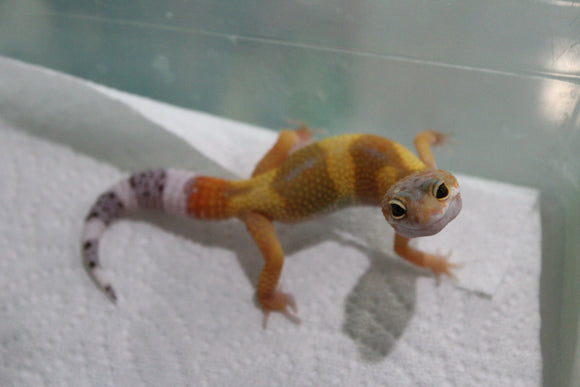 Gecko Leopardo Hypo Tangerine ID R12-04