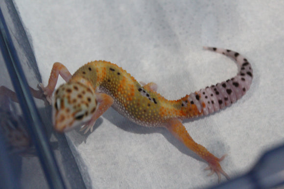 Gecko Leopardo Hypo Tangerine ID R12-11