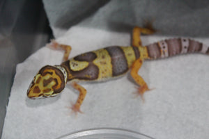 Gecko Leopardo Bell ID R12-12