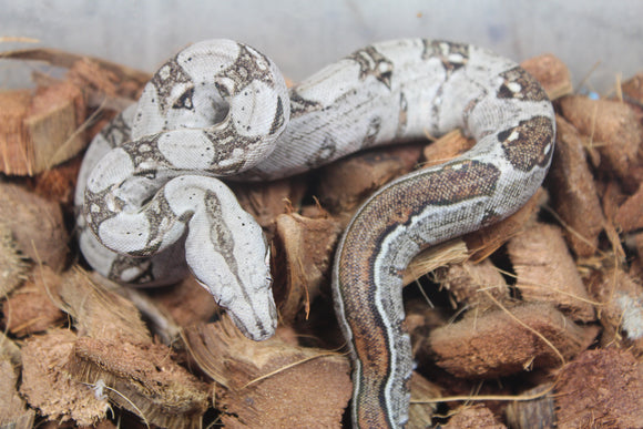 Boa Colombiana 100% Het Albino Khal Macho ID R9-09