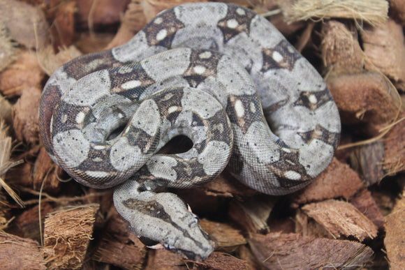 Boa Colombiana 100% Het Albino Khal Hembra ID R9-10