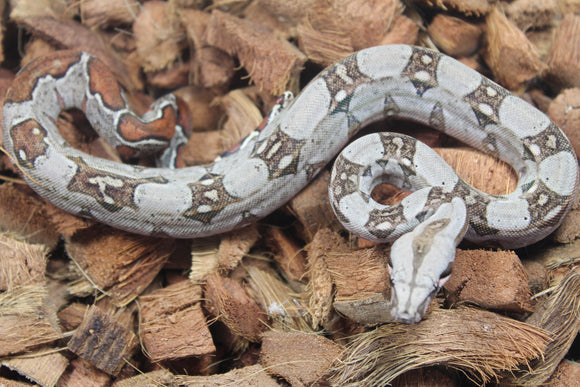 Boa Colombiana 100% Het Albino Khal Macho ID R10-03