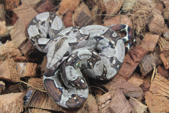 Boa Colombiana 100% Het Albino Khal Hembra ID R10-09