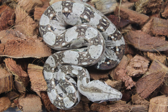 Boa Colombiana 100% Het Albino Khal Hembra ID R11-07