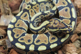 Piton Bola Spotnose 100% Het Clown Toffe / Albino Macho ID R3-04