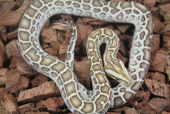 Piton Burmes Hypo 100% Het Albino Macho ID R4-12