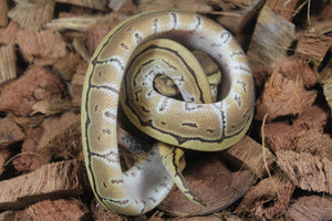 Piton Bola Enchi Pinstripe Macho ID R5-09