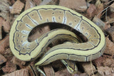 Piton Bola Enchi Pinstripe Macho ID R5-09